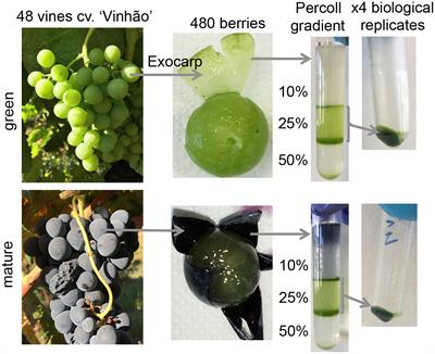 A proteomic analysis shows the stimulation of light reactions and inhibition of the Calvin cycle in the skin chloroplasts of ripe red grape berries